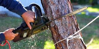 How Our Tree Care Process Works  in  Wainaku, HI