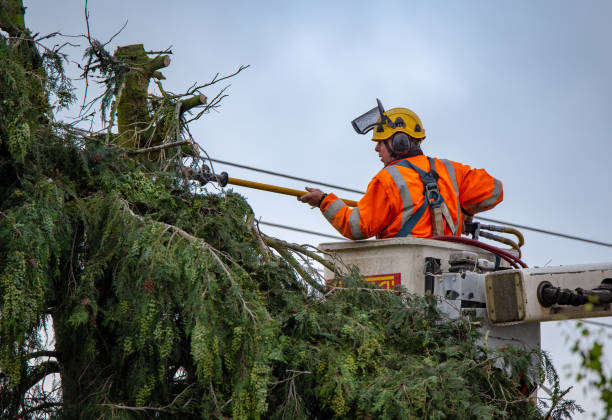 Best Tree Trimming and Pruning  in Wainaku, HI