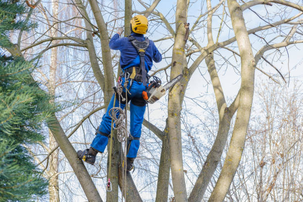 Best Stump Grinding and Removal  in Wainaku, HI
