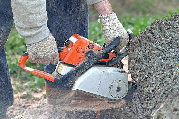 Best Tree Cabling and Bracing  in Wainaku, HI
