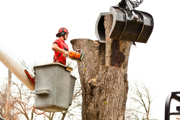 Trusted Wainaku, HI Tree Care Experts